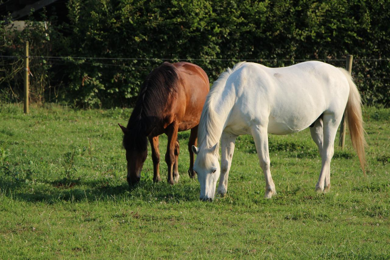 Gite D'Anne Et Ulysse Sept-Freres ภายนอก รูปภาพ